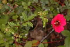 Potentilla nepalensis
